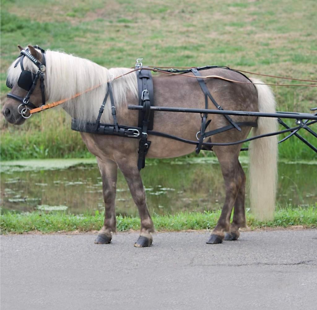 Enkelspan maat shetland, Dieren en Toebehoren, Ophalen of Verzenden, Nieuw, Overige soorten