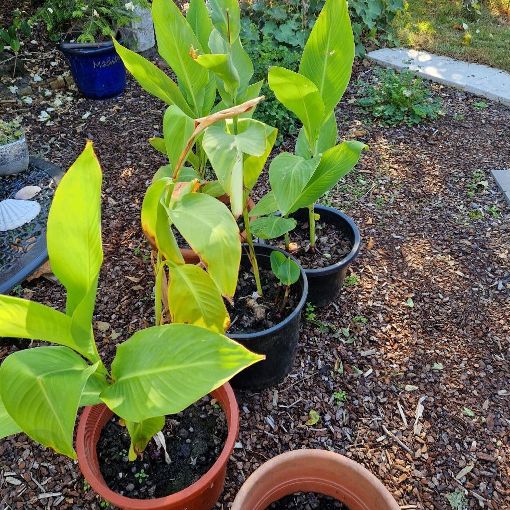 canna's, Jardin & Terrasse, Enlèvement ou Envoi, Automne