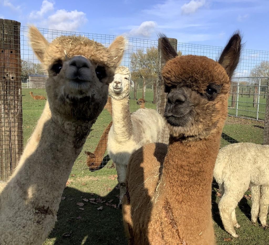 Lieve bruine halstermakke alpaca ruin, Mannelijk, 0 tot 2 jaar