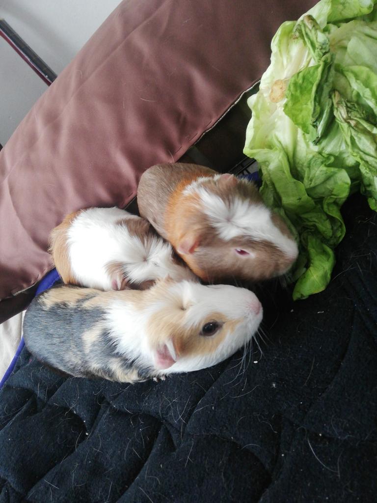 Mannenlijke cavia's, Dieren en Toebehoren, Overige Dieren, Januari, Mannelijk