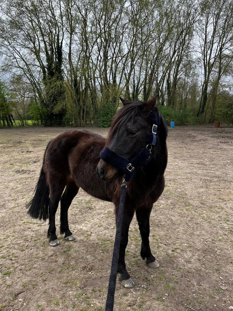 Mooie Cpony, Dieren en Toebehoren, Springpony, Zadelmak, 3 tot 6 jaar, C pony (1.27m tot 1.37m)