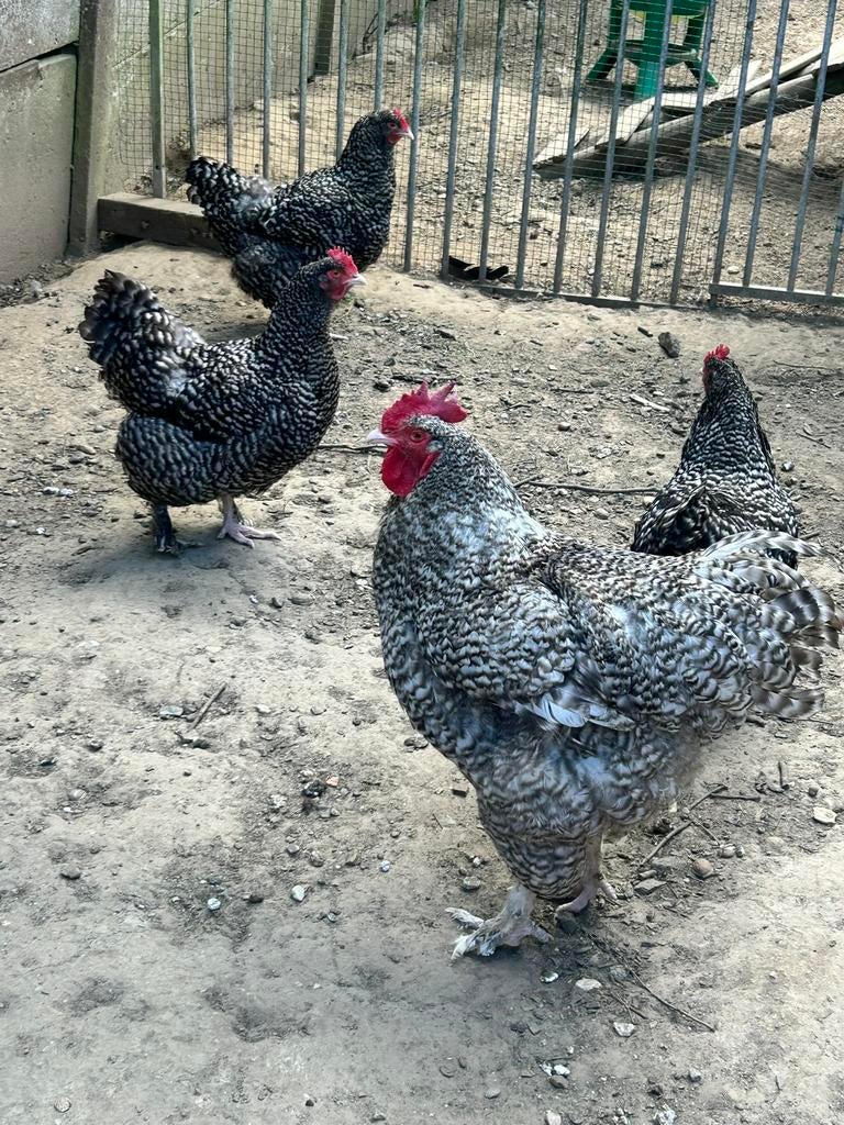 Mechelse koekoek broedeieren