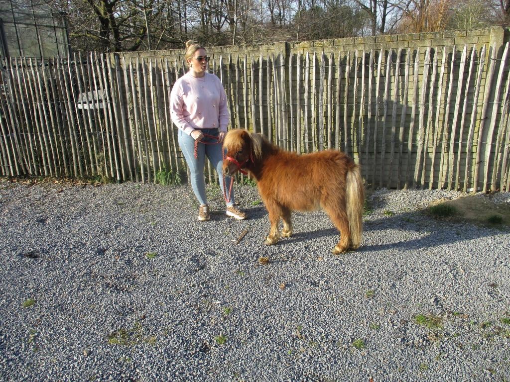 Lieve mini shetlander 73 cm., Dieren en Toebehoren, Pony's, Gechipt