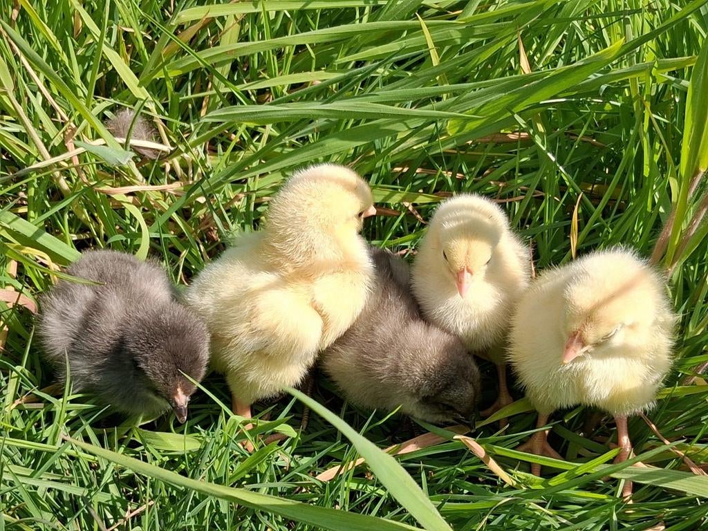 Schattige kuikens te reserveren voor pasen, Vrouwelijk, Kip