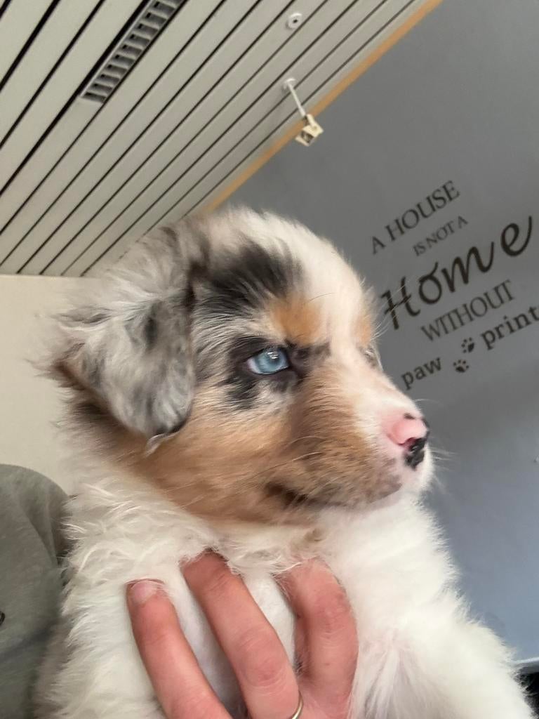 Australishe herder  pups, Dieren en Toebehoren, België, HCC (leverziekte), 8 tot 15 weken, Meerdere