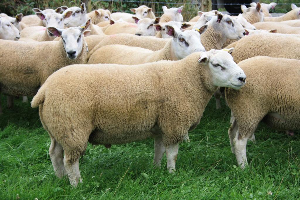 Schapen gezocht, Dieren en Toebehoren