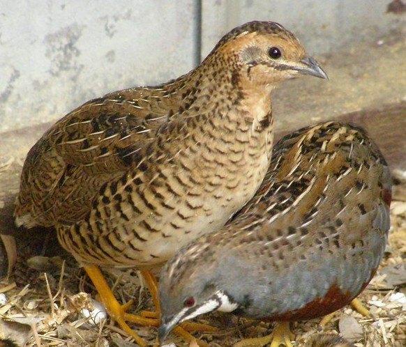 Chinese dwergkwartels - 2 koppeltjes wildkleur, Dieren en Toebehoren, Pluimvee