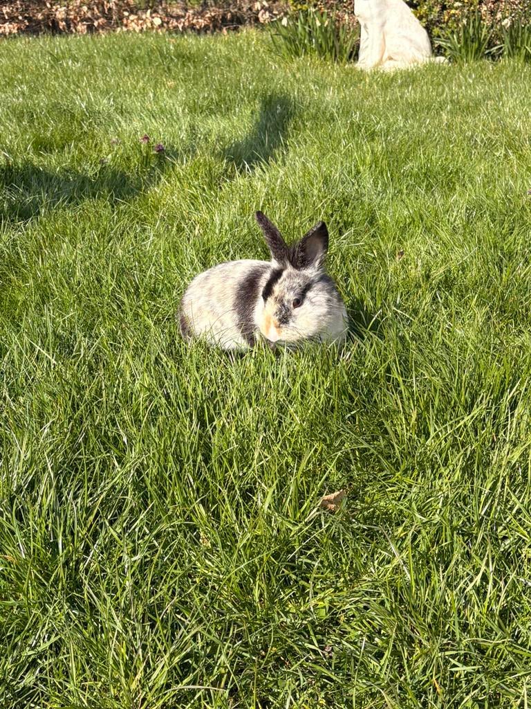 Dwergkonijntje, Animaux & Accessoires, Lapins, Mâle