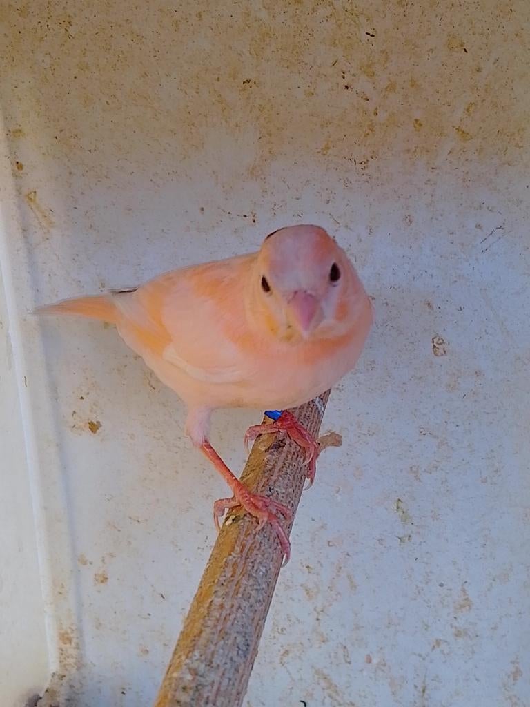 TRÈS BEAUX CANARIS DE COULEUR SIFFLANTE, avec ou sans cage, Plusieurs animaux, Canari chanteur