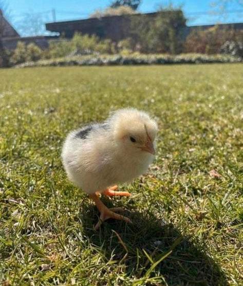 Kuikens bonte leghorn, Sexe inconnu, Poule ou poulet