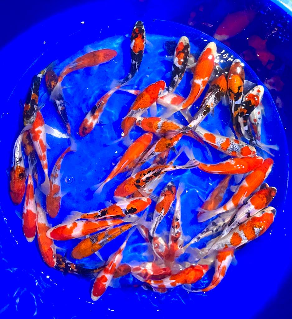 HQ Tosai en Nisai ACTIE. Jonge koi, snelle groei!, Dieren en Toebehoren, Vissen | Vijvervissen, Karper of Koi