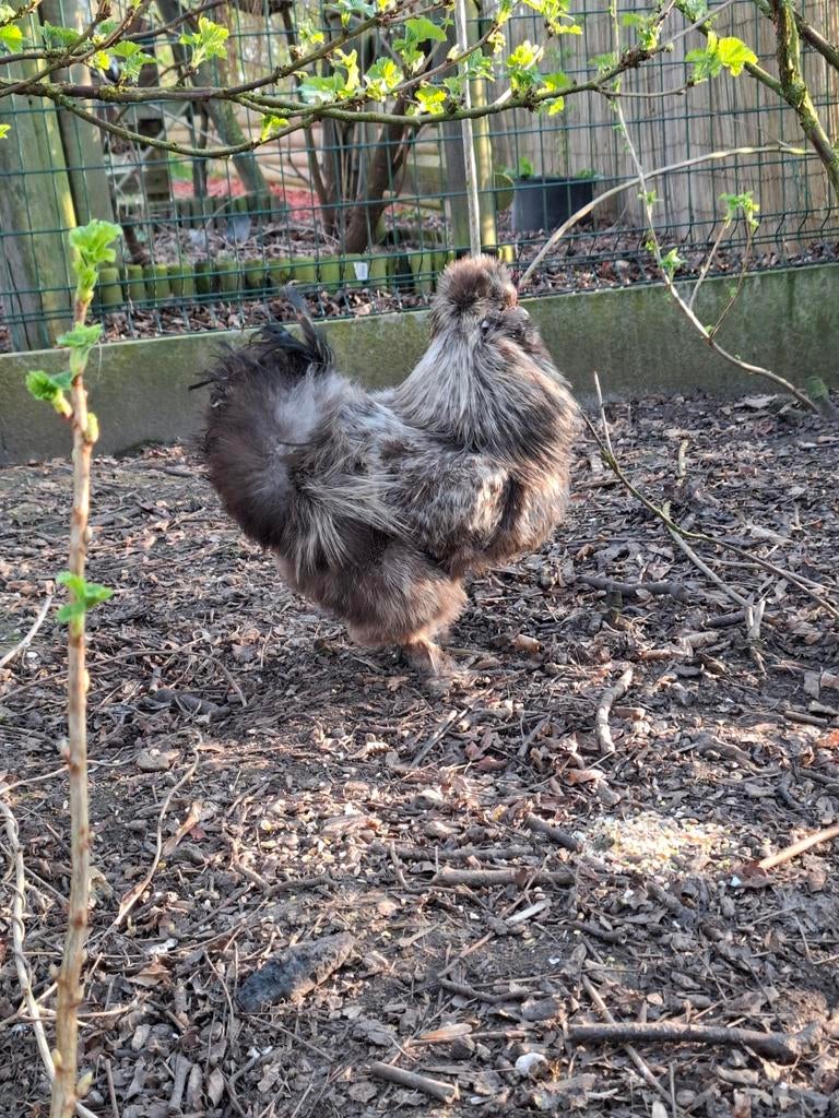 Un coq libre à choisir, pas à abattre, Animaux & Accessoires, Volatiles, Mâle, Poule ou poulet