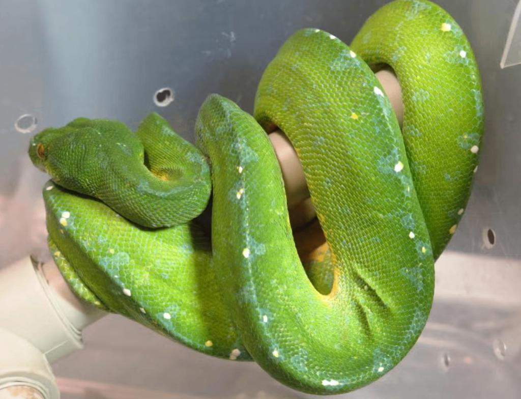 1.1 Couples Morelia Viridis Sorong De 2021, Dieren en Toebehoren, Reptielen en Amfibieën