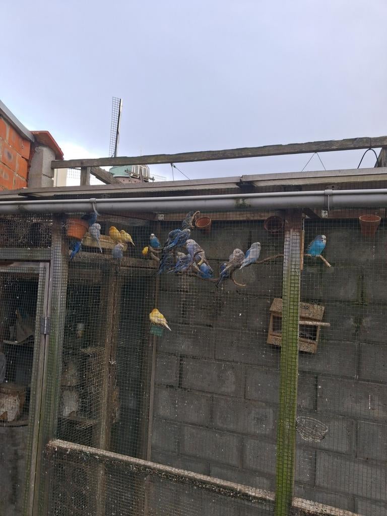 Lot grasparkieten, Jardin & Terrasse, Enlèvement