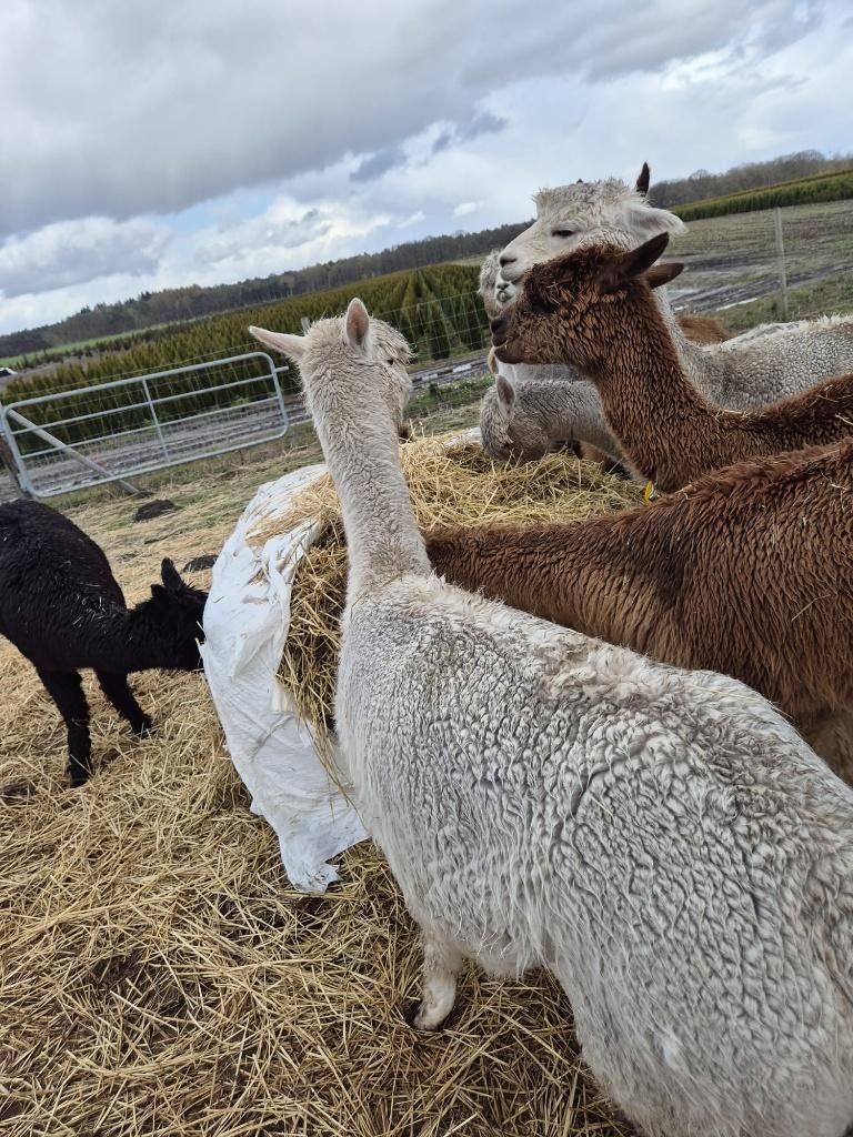 Alpaca merries te koop, Dieren en Toebehoren, Overige Dieren, April, Vrouwelijk