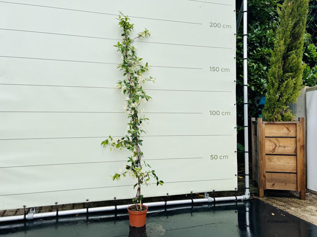 Toscaanse Jasmijn - hoogte 160-180 cm, Tuin en Terras