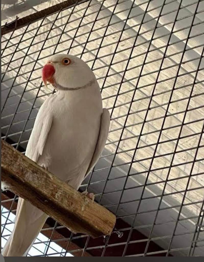 Perruche à collier, Dieren en Toebehoren, Vogels | Hokken en Kooien, Ophalen of Verzenden