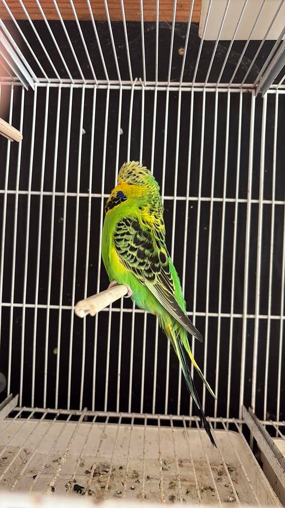 Engelse grasparkieten, Dieren en Toebehoren