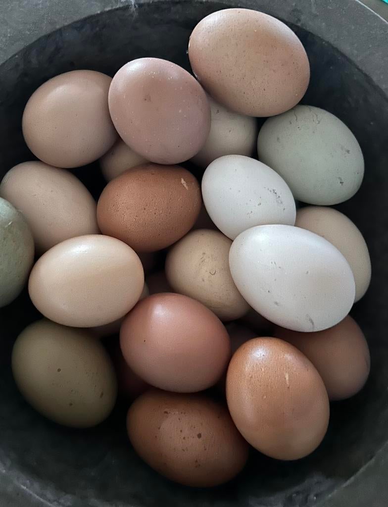 Verse scharrel/vrije uitloop eieren, Femelle, Poule ou poulet