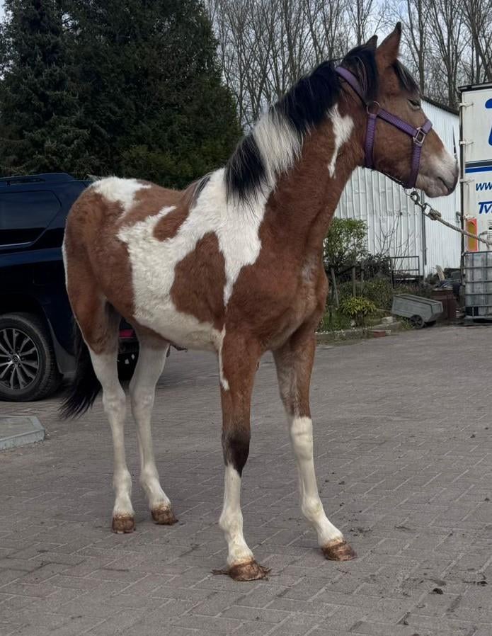 Bonte hengst, Dieren en Toebehoren, Pony's, Hengst