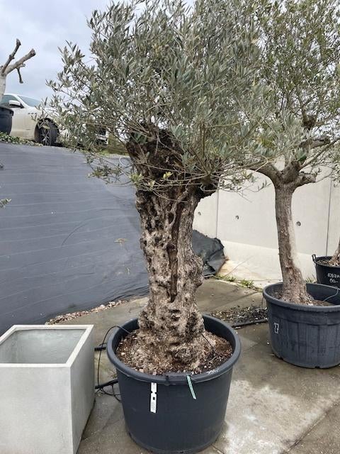 Olijfboom, Tuin en Terras, Planten | Bomen, Lente, 100 tot 250 cm, Olijfboom, Ophalen