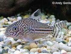 Corydoras,Trillineatus, Animaux & Accessoires, Poisson, Poisson d'eau douce, Banc de poissons