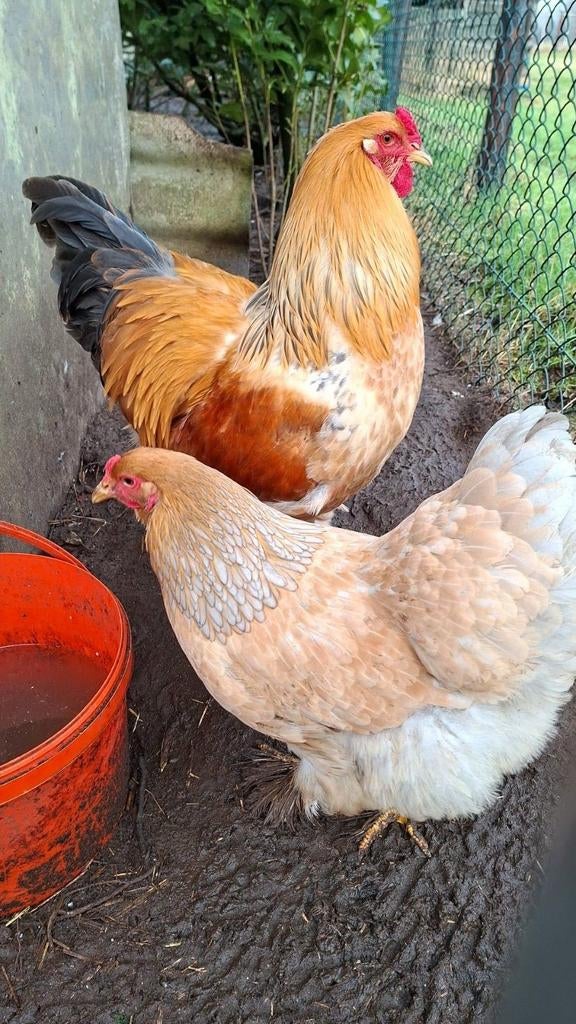 Broedeieren brahma buff Colombia zwart en blauw, Dieren en Toebehoren