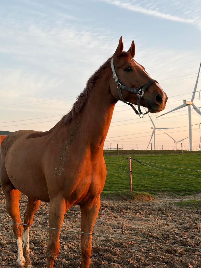 Hongre SBS 8 ans pour cavalier doux