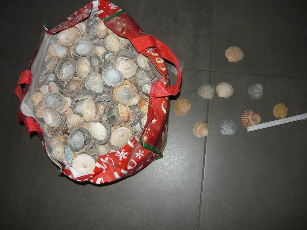 GRAND SAC DE BEAU COQUILLAGE, Ophalen, Schelp(en)