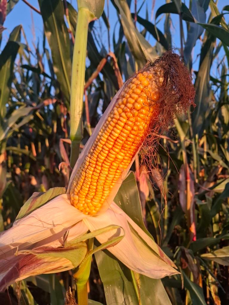 Maisbalen, Dieren en Toebehoren, Ophalen of Verzenden