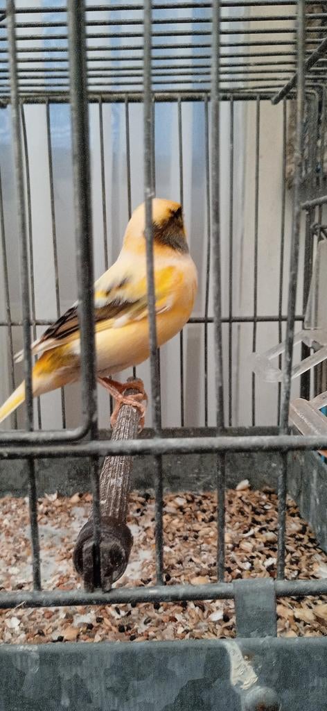 Harlekijn kanaries, Dieren en Toebehoren, Vogels | Kanaries