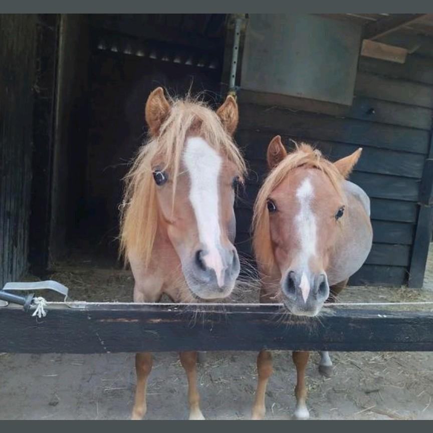 Twee lieve jonge ruinen, Dieren en Toebehoren, Pony's, Gechipt, Ruin, Niet van toepassing, 0 tot 2 jaar