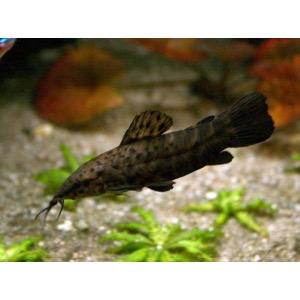 Kwi kwi gratis optehalen, Dieren en Toebehoren, Vissen | Aquariumvissen, Vis, Zoetwatervis