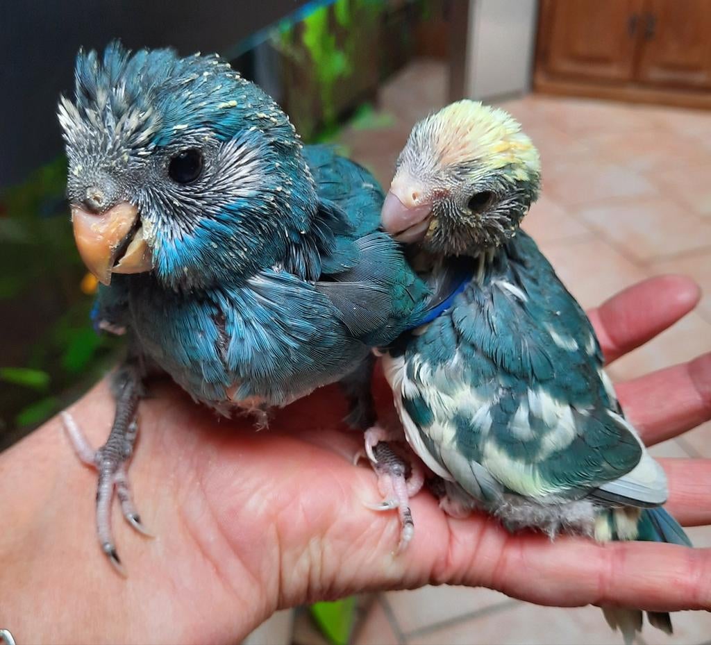 Couple de kakariki eam, Animaux & Accessoires, Mâle