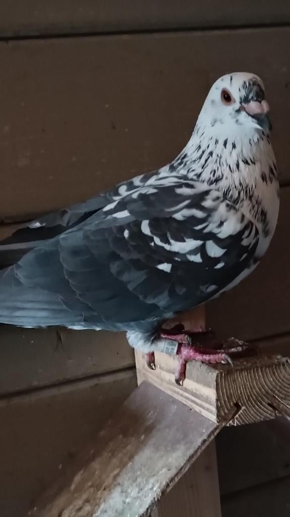 2 Reisduiven, Dieren en Toebehoren