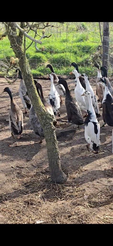 Loopeenden, Mannelijk, Eend