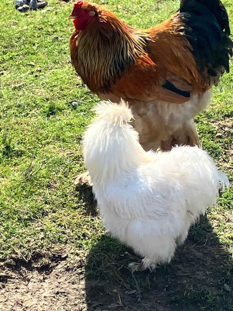 Witte zijdehoen haan, Dieren en Toebehoren, Pluimvee, Mannelijk, Kip