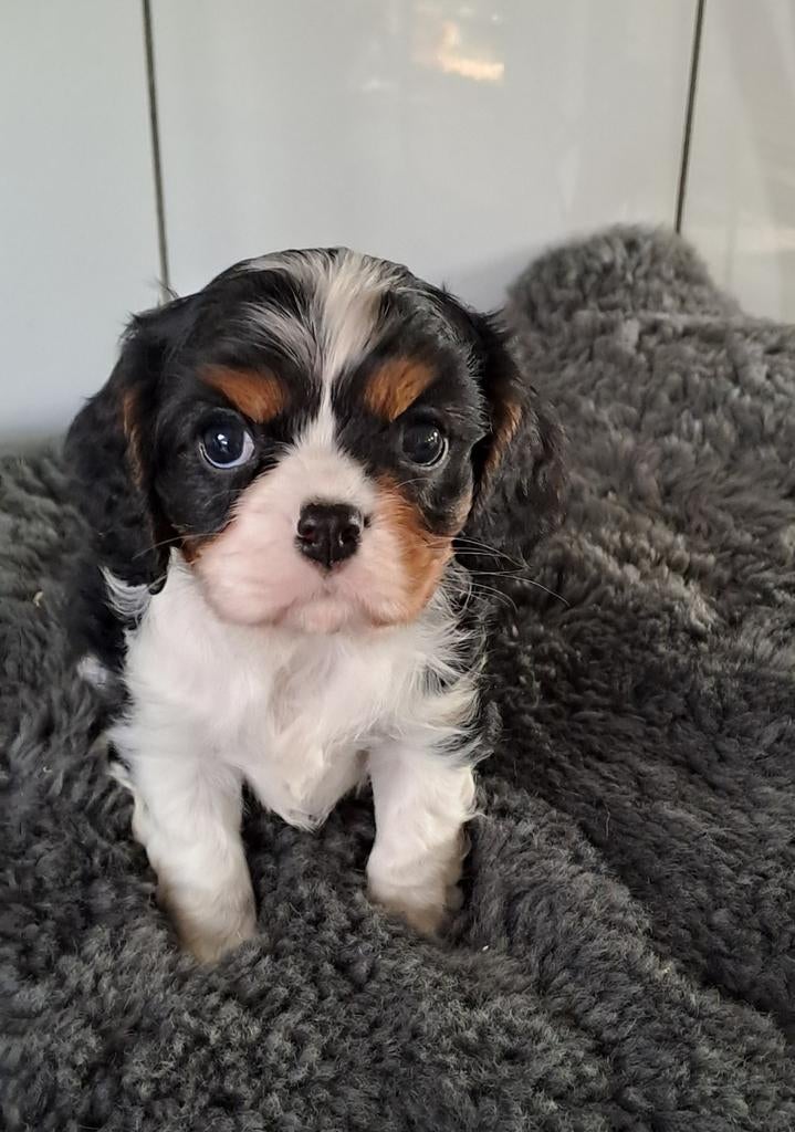 Cavalier king charles ( stamboom , met geteste ouders), Dieren en Toebehoren, Parvo, België, 8 tot 15 weken, Meerdere