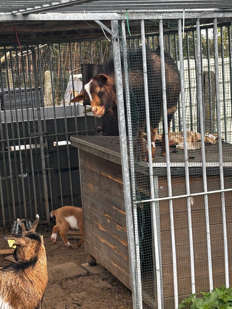 Geitjes, Dieren en Toebehoren, Schapen, Geiten en Varkens, Geit, Vrouwelijk