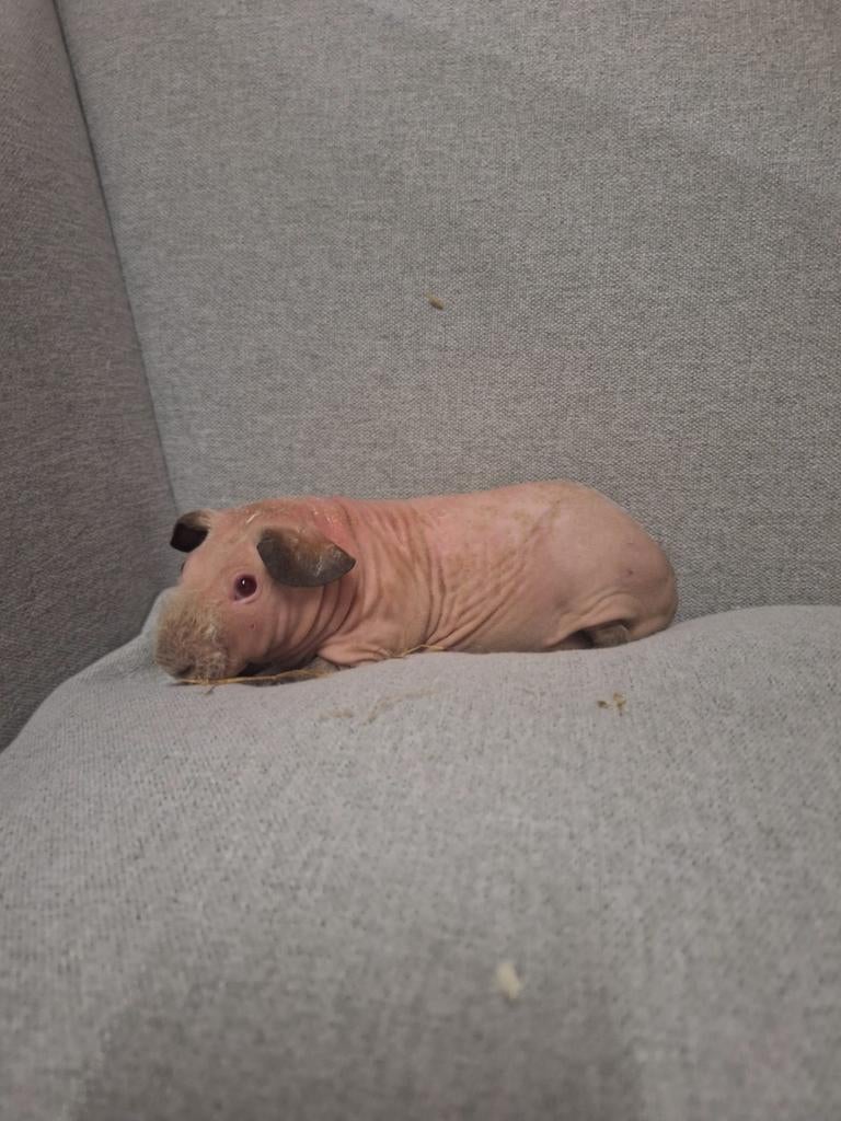 3 Naaktcavia beertjes, skinny cavia, Dieren en Toebehoren, Cavia, Mannelijk, November, Tam