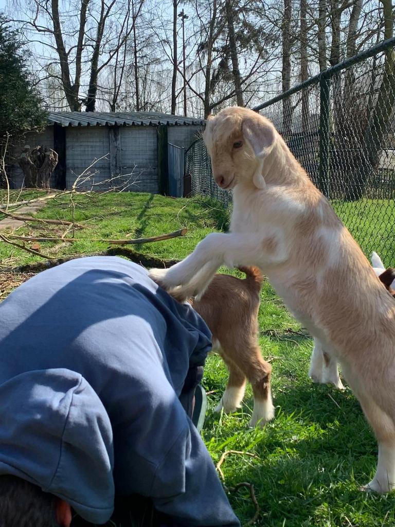 Geiten te koop, Dieren en Toebehoren, Schapen, Geiten en Varkens, Vrouwelijk, Geit, 0 tot 2 jaar