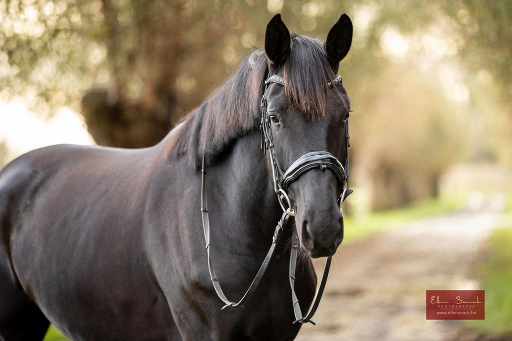 Belofte volle dressuur merrie (kwaliteit,souplesse,..,..), Cheval de dressage, Débourré, Avec pedigree, 170 à 175 cm