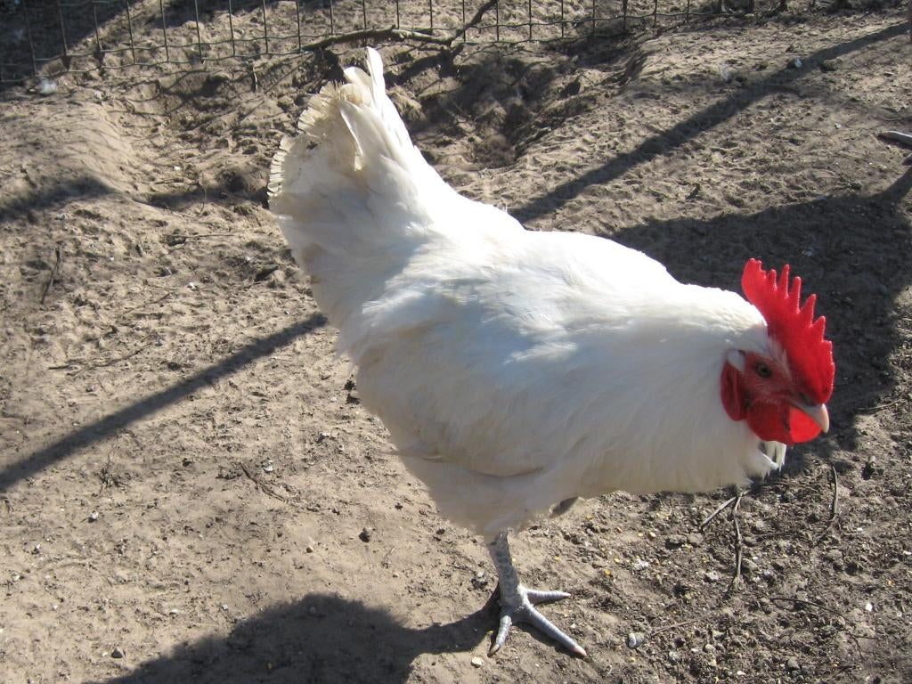 Broedeieren van Poule de Bresse