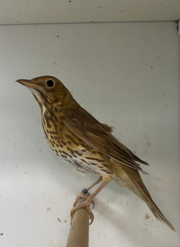 0-2 zanglijster bruin ( in nl ), Femelle, Oiseau chanteur sauvage, Bagué