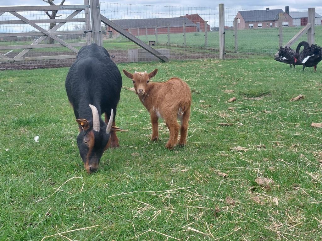 Black and tan ooi met bok lammetje., Dieren en Toebehoren, Schapen, Geiten en Varkens