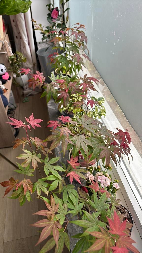 Japanese Acer Atropurpureum 30cm red Japanse esdoorn, Tuin en Terras, Planten | Bomen, Ophalen