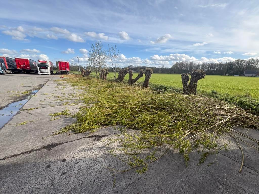 Gratis wilgentakken verschillende grootte, Tuin en Terras, Planten | Bomen, Ophalen, Overige soorten