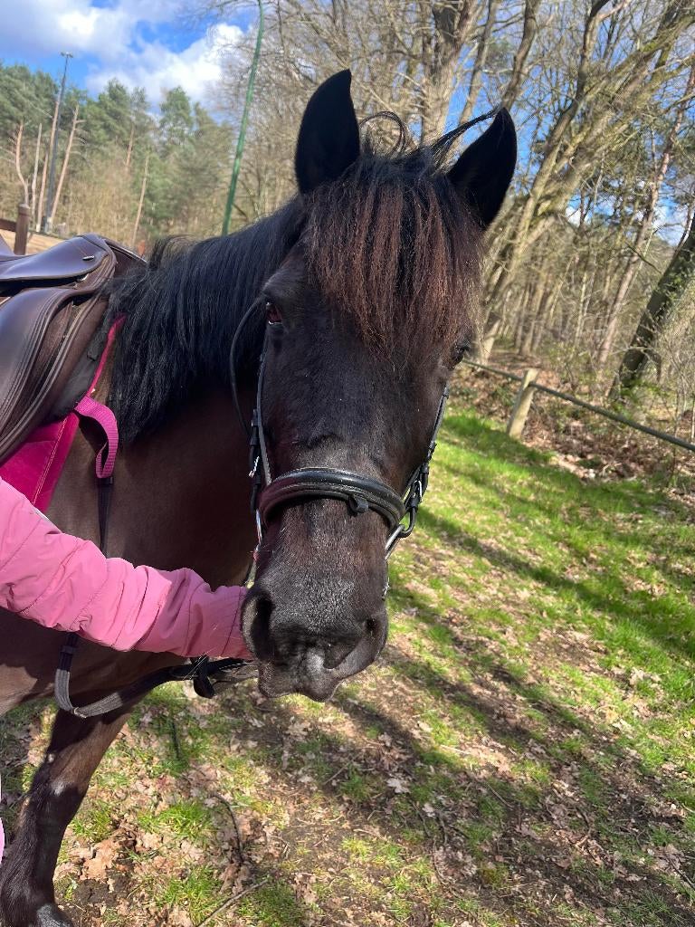 Mooie B-pony, Poney B (1.17 m à 1.27 m), B, Avec pedigree, Poney de saut