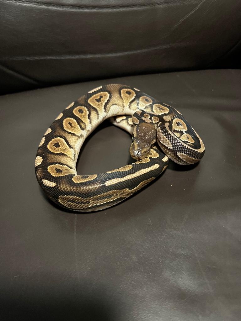 Ball python, Dieren en Toebehoren, Slang