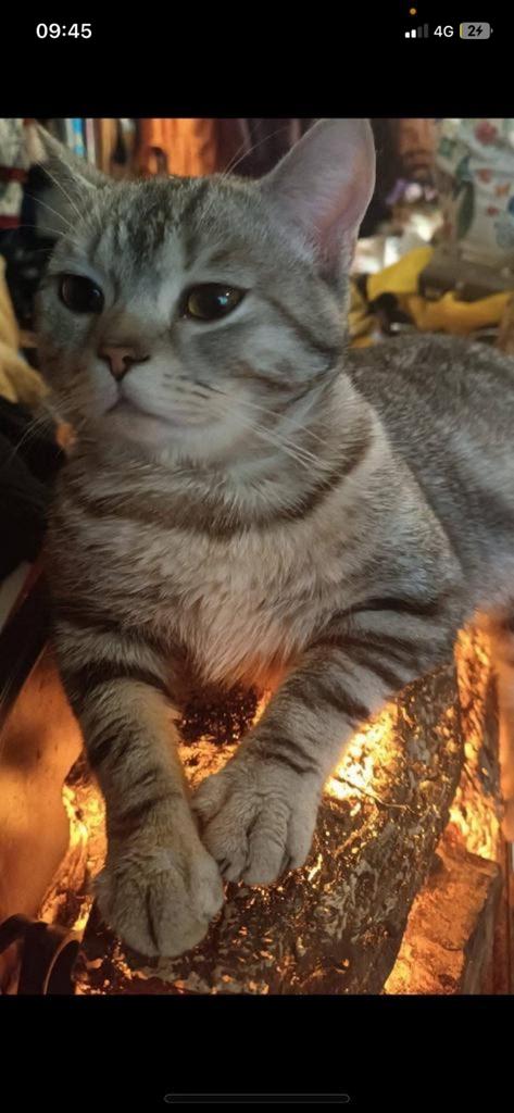 Britse korthaar katter bijna 2 jaar oud zoeken niewe huisje, Dieren en Toebehoren, Katten en Kittens | Raskatten | Korthaar, Kater